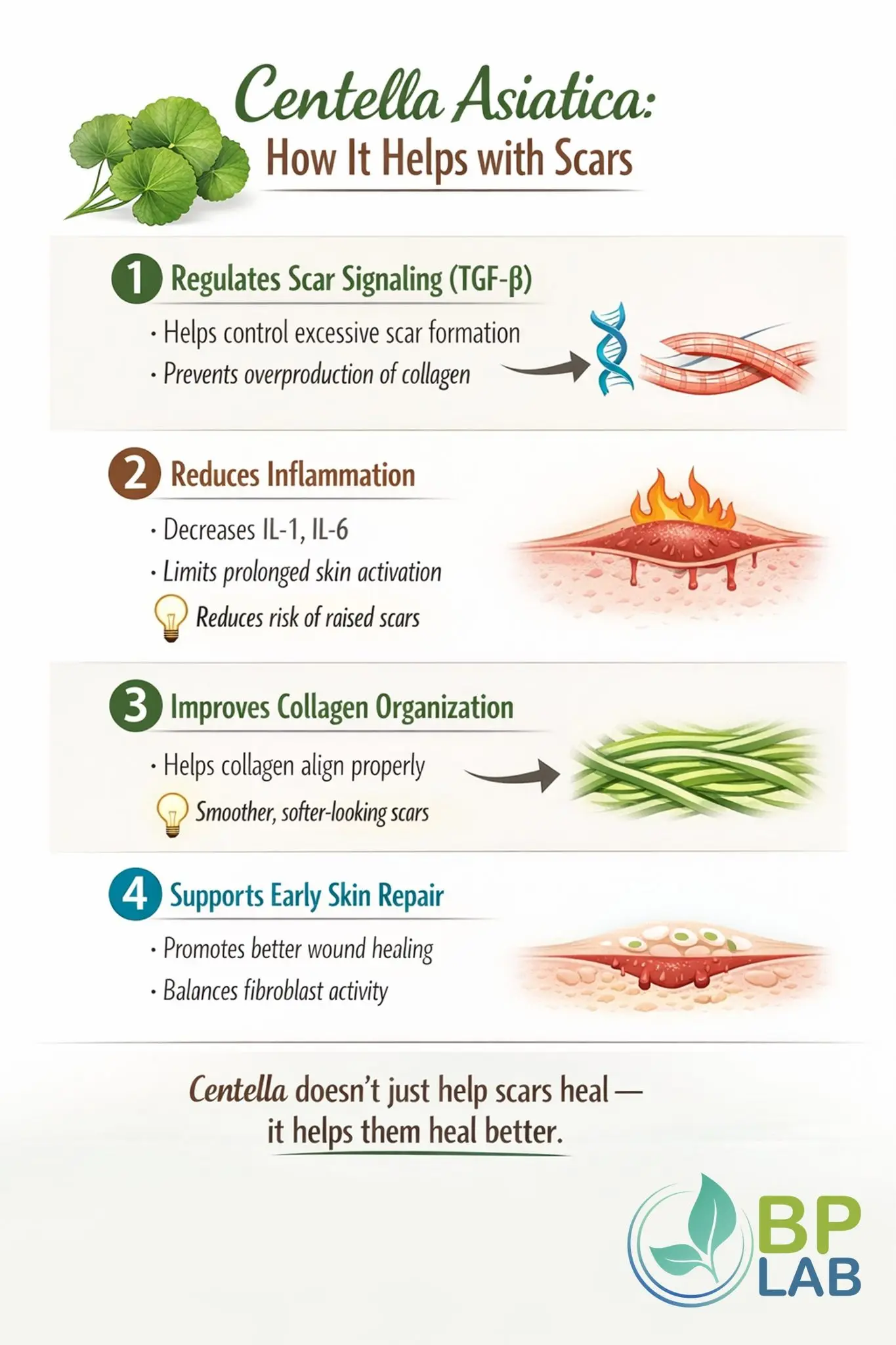 Centella Asiatica healing mechanism